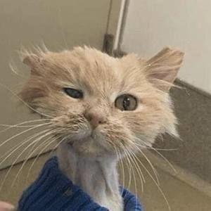 Meet your Posher, Richard